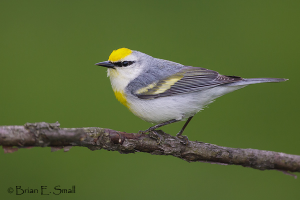 Brian E. Small Bird Photography