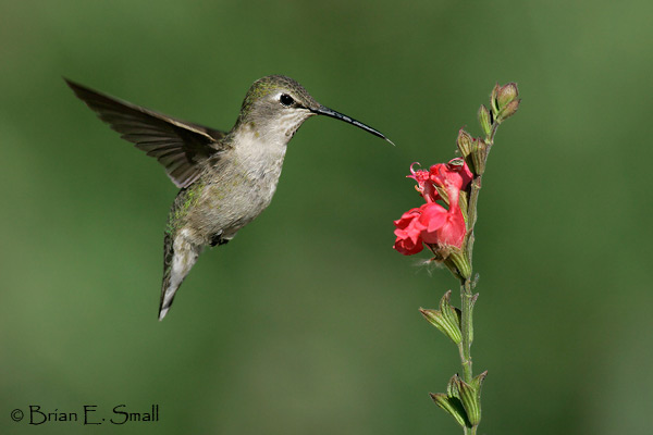 Brian E. Small Bird Photography