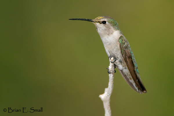 Brian E. Small Bird Photography