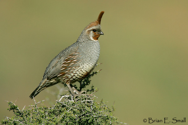 Brian E. Small Bird Photography