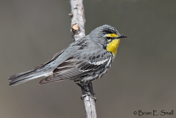 Brian E. Small Bird Photography