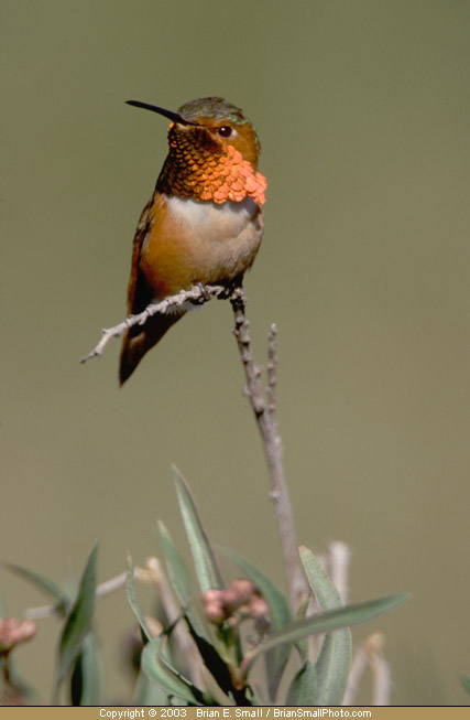 Photo of Allen's Hummingbird