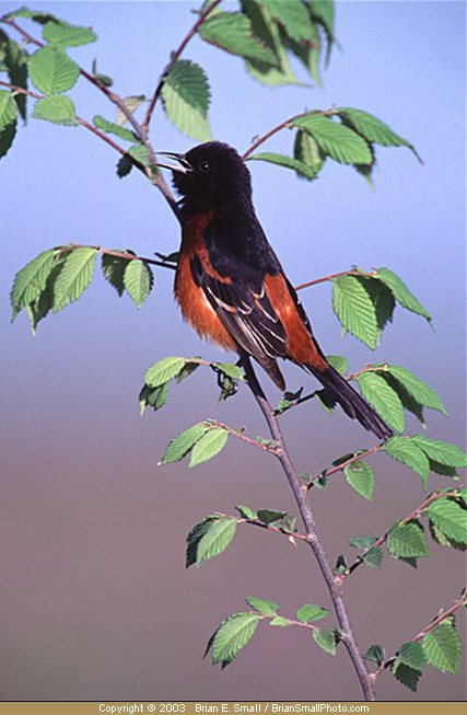 Photo of Orchard Oriole