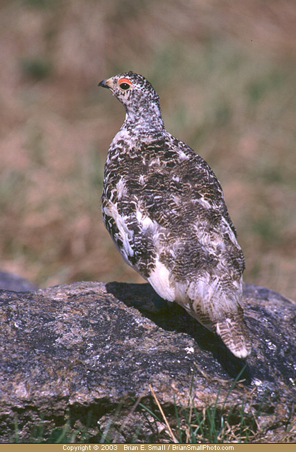 Photo of White-tailed Ptarmigan